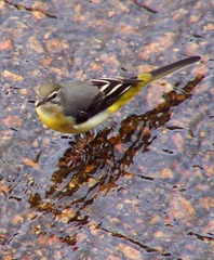 Gray Wagtail Gray Wagtail